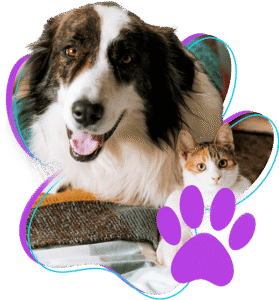 Hotelzinho para Cães
